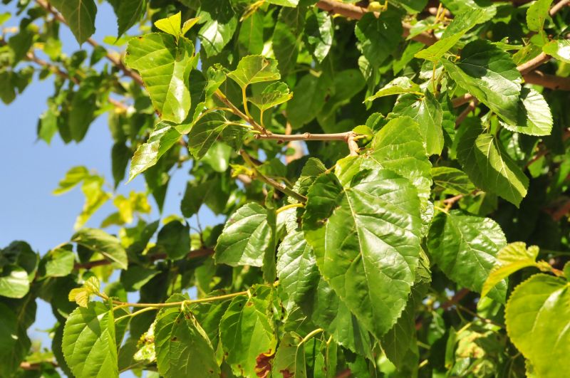 Morus alba / Gelso bianco